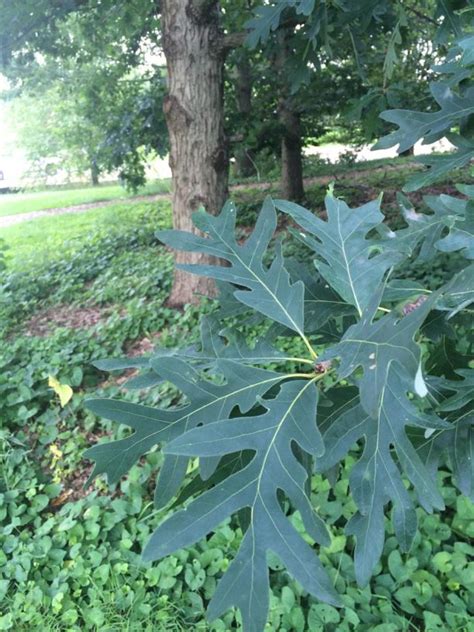 Quercus Alba White Oak State Botanical Garden Of Kentucky