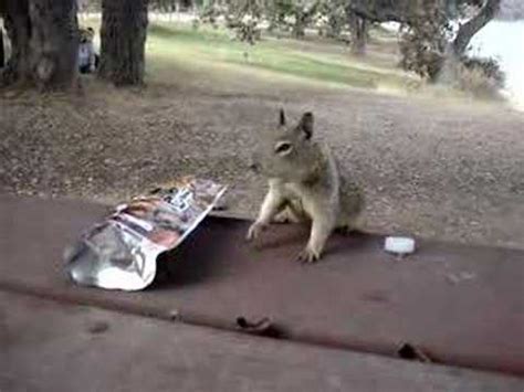 Squirrel Stealing My Nuts Youtube
