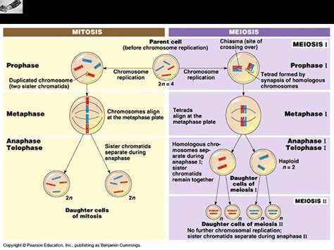 Y La Vida Evolucionó Comparación Mitosis Meiosis 44