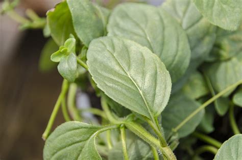 What Are Banana Mint Plants Tips On Growing Banana Mint In Your