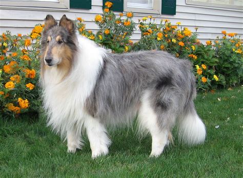 Rough Collie Rough Collie Collie Puppies Bearded Collie