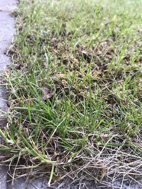 Help Identifying My Grass Rlawncare