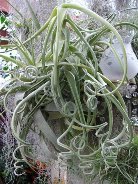 Photo Of The Entire Plant Of Medusas Head Tillandsia Caput Medusae Posted By Nap