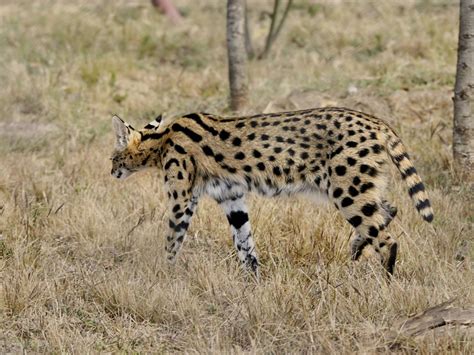 The Slower You Go The Bigger Your World Gets — Serval ˈsɜːrvəl