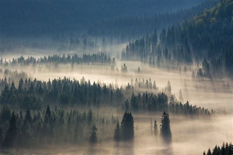 Wonderful Nature And Fog Photography Fog Photography Forest Photos