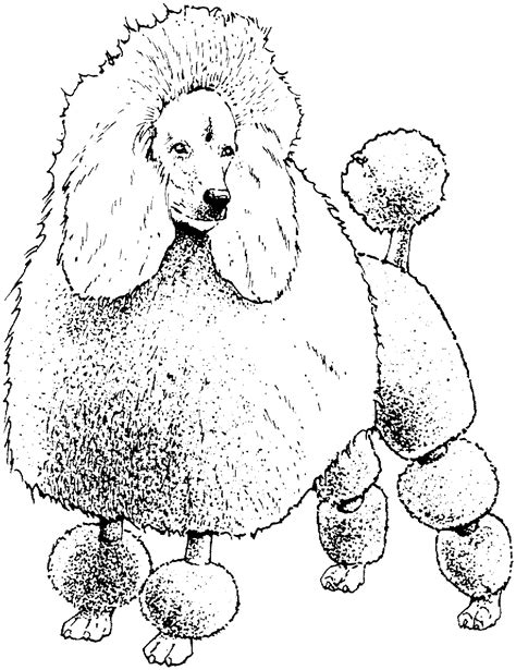 Puppys, puppy, pupys, pupies, puppys and dogs!, pupees, pups, baby puppies, pupey, cute puppys and dogs, cute puppies and dogs, puppis, pet puppy, a puppie, puppy pictures. Toy Poodle Coloring Pages at GetColorings.com | Free ...