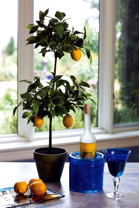How to water fruit trees. You can dwarf fruit trees in pots and growing trays on the ...