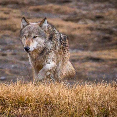 Gray Wolf Defenders Of Wildlife