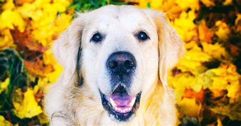 Common Golden Retriever Health Issues And How To Prevent Them
