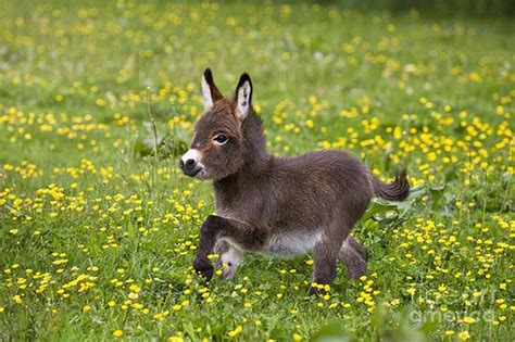 20 Cute Cuddly Baby Donkeys