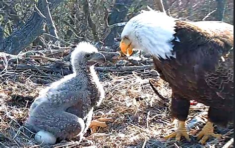 Hdontap Hanover Bald Eagle Nest Updates