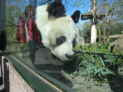 Coming Real Close Giant Panda Bao Bao At The Berlin Zoo R Flickr