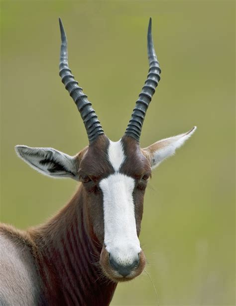 The Rarest Antelope In Africa African Animals Unusual Animals