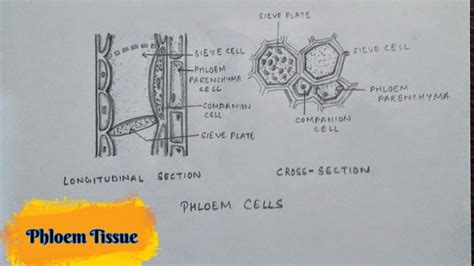 How To Draw Phloem Tissue Easy Plant Tissue Class 9 Biology