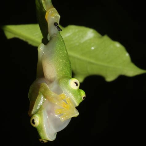 Glass Act Scientists Reveal Secrets Of Frog Transparency The Columbian