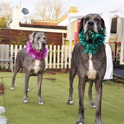 Check Photos 7ft 6in Great Dane In Uk Declared Worlds Largest Dog