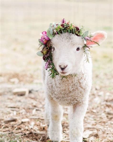 Adorable Spring Lamb Uploaded By Emma Lou 💛 On We Heart It In 2021