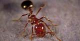 Images of Texas Fire Ants