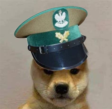 Baby doge 's market cap is unknown. Pin by Clapped on Dog with hat in 2020 | Dog images, Doggy, Shiba inu