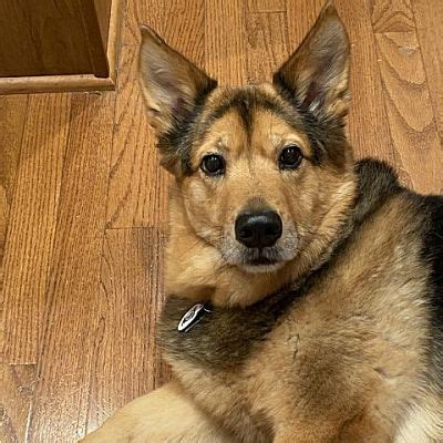 Raleigh Nc Pembroke Welsh Corgi Shepherd Unknown Type Meet Miss