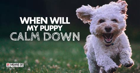 What age do puppies calm down. When Will My Puppy Calm Down? | Sit Means Sit - Massachusetts
