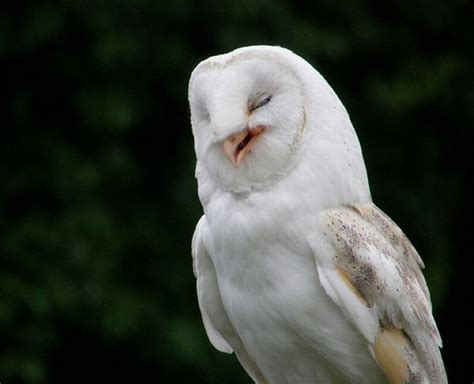Laughing Owls 31 Pics All Photoz