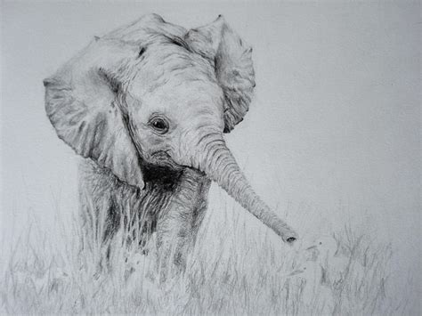 See more ideas about elephant drawing, elephant, pencil drawings. The Baby-Elephant by Idator on DeviantArt