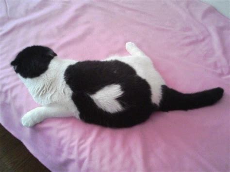 Cat With Heart Birthmark Adorable Animals Pinterest