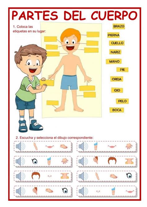 Las Partes Del Cuerpo Interactive And Downloadable Worksheet You Can
