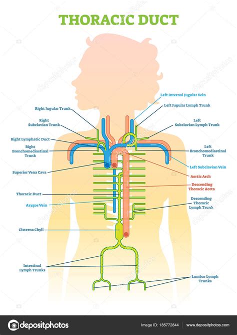 Thoracic Duct Anatomical Vector Illustration Diagram Medical Scheme
