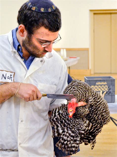 Is Kosher Meat Safer? « News21 2011 National Project