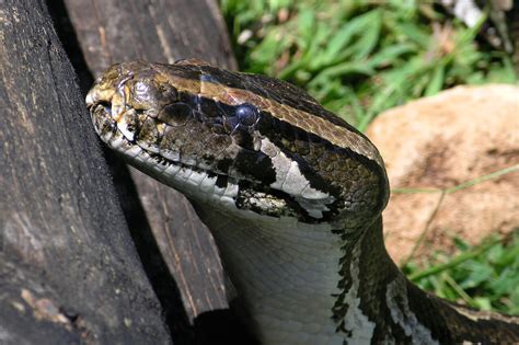 Burmese Python Honolulu Zoo Society
