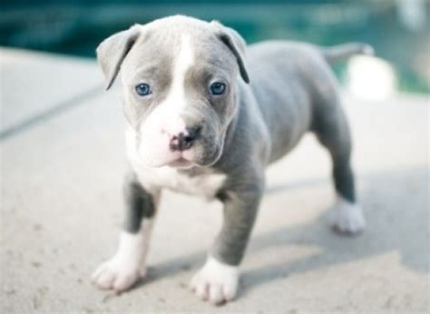 Hi pitbull, puppies open their eyes around 2 weeks of age.however, initially the only sign … more. Grey Pitbull Puppy with Blue Eyes | Pitbull Puppies