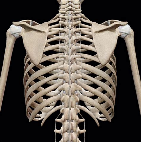 3d Skeletal System Bones Of The Thoracic Cage