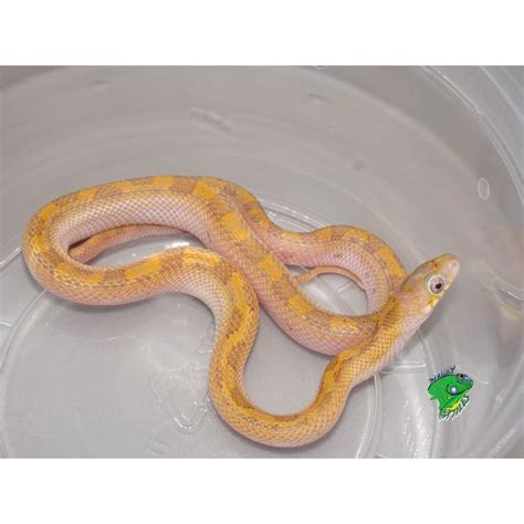 Hypo Licorice Yellow Rat Snake Baby Strictly Reptiles Inc