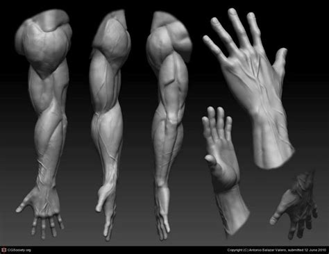 Anatomy For Artists Human Anatomy Art Arm Anatomy