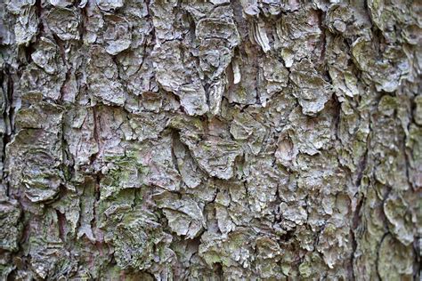 Free 4k tileable tree bark textures, made with substancealchemist. Textures library - free surfaces for 3ds Max, LightWave