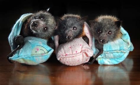 Baby Bats Baby Animals Cute Baby Animals Cute Animals