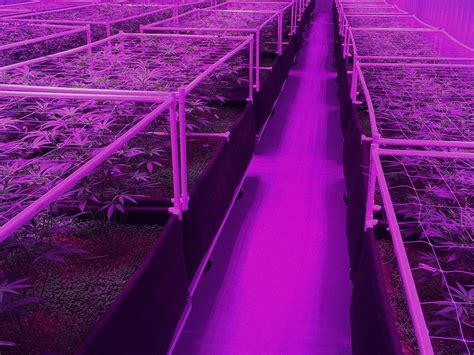 We did not find results for: How LEDs Are Making Weed Better | WIRED