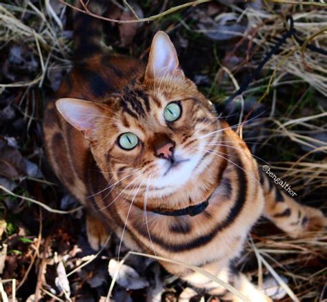 This Cat Is Going Viral Because Of His Beautiful Tiger Stripes And Spots