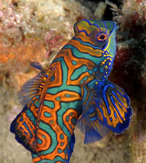 Mandarinfish The Most Beautiful Fish Take A Quick Break Visit Our