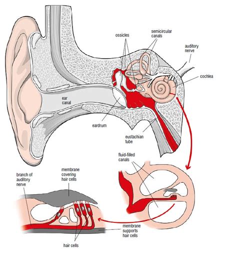 The Human Ear English For Psychology