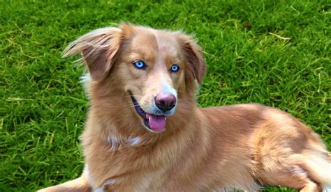 Australian Shepherd Golden Retriever Mixwas Sie Wissen Müssen