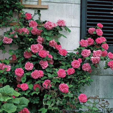 Pin On Rose Bushes Landscape Front Yards