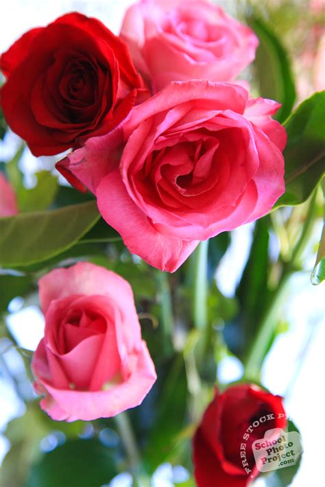 Your roses stock images are ready. Rose Flower, FREE Stock Photo, Image, Picture: Valentine's ...