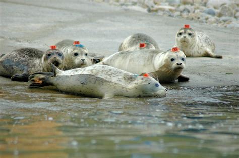 The Marine Mammal Center Reminds Beachgoers To Leave Seals Be