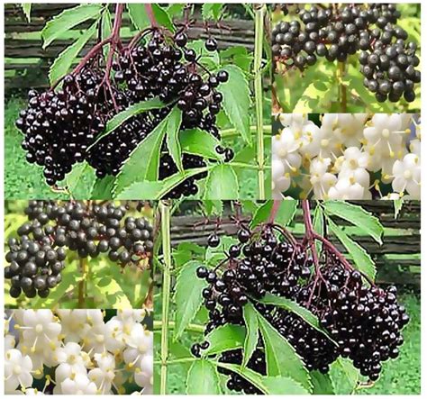 American Elderberry Seeds Sambucus Canadensis Edible Fruit Ebay