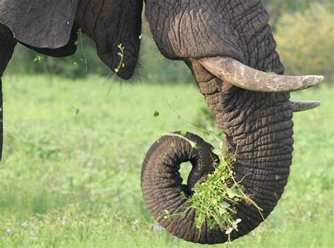 Unsw Researchers Develop A Gripper Modeled After An Elephant S Trunk Slashgear