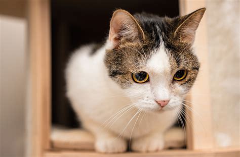 15 Signs Your Cat Is Happy Petmd