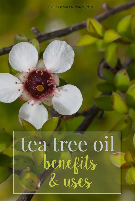 Tea tree oil dari the body shop® mengandung 100% tea tree oil murni. Tea Tree Oil Uses - Five Spot Green Living